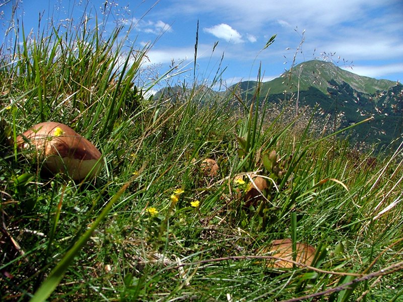 I Blog del Parco
